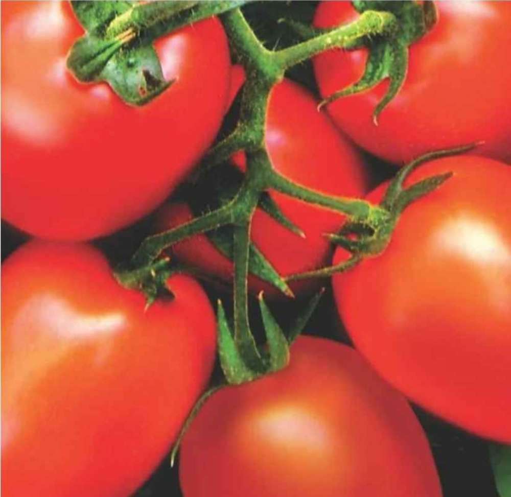 Prodajem rasad afričkog paradajza