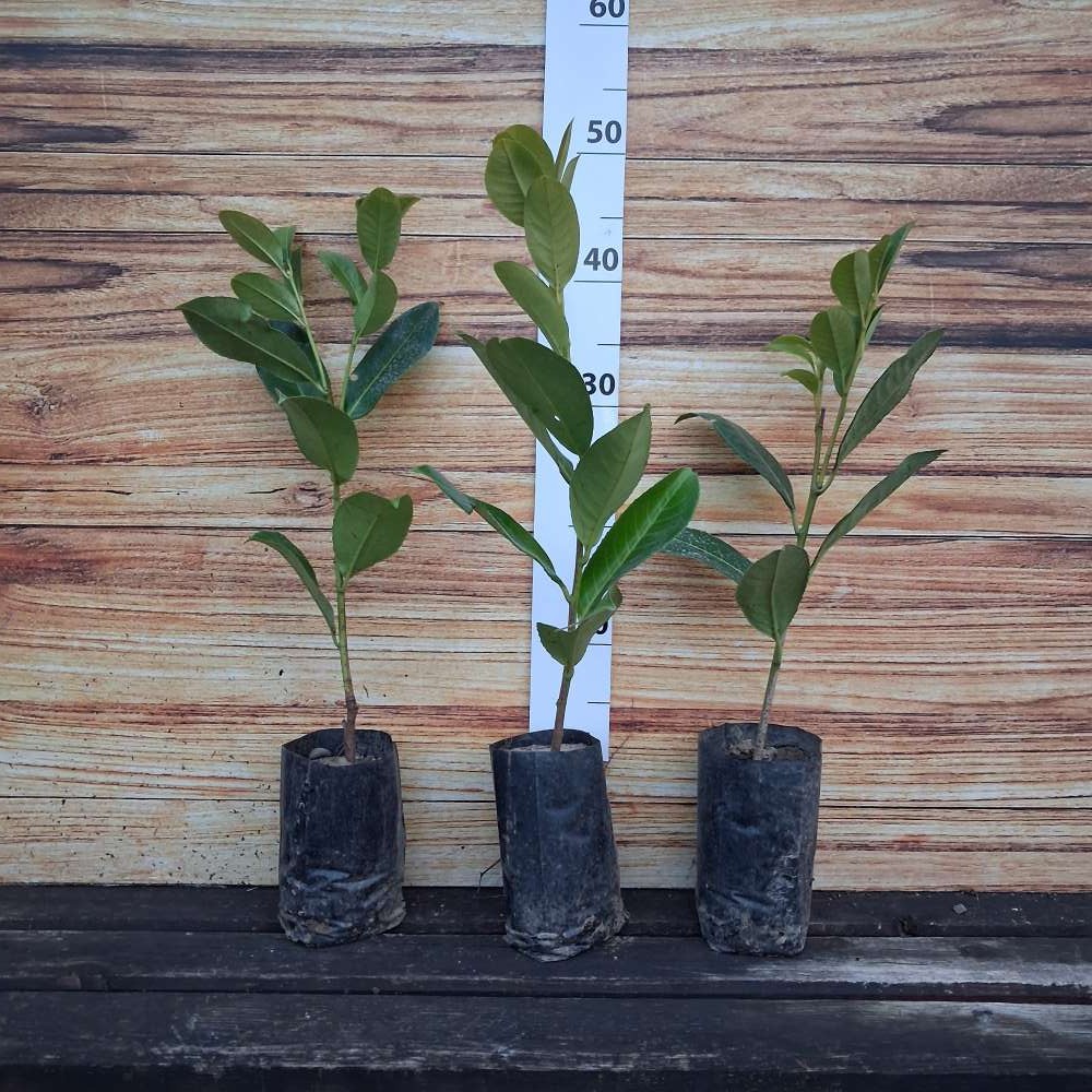 Prodajem sadnice Lovor Višnje