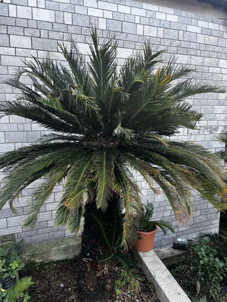 Prodaja palmi – Cikas palme