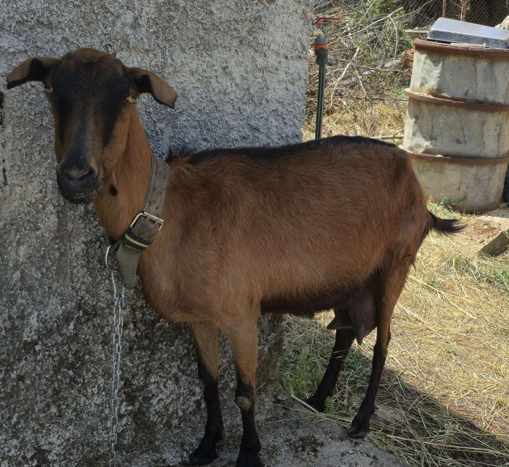 Prodajem kozu